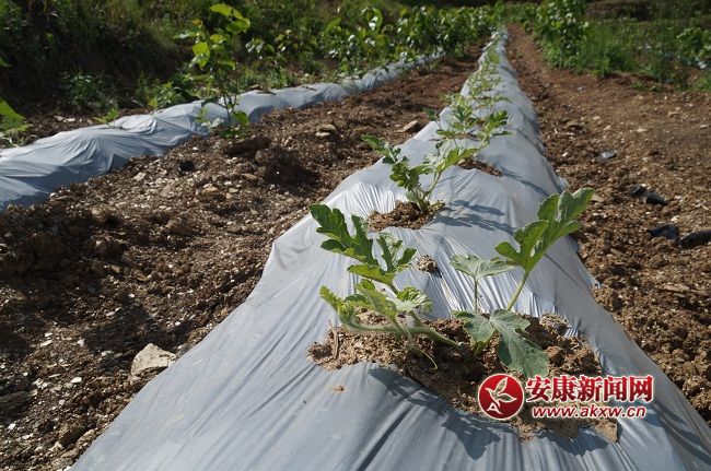 һL(zhng)(sh)ϲYֽB@һN ۵ă(yu)|(zh)ƷNĿǰЈ(chng)ϡȱۃr(ji)(hu)ͨƷN.JPG