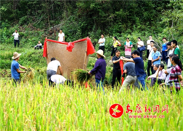 1.9��5�գ�λ�ڰ�����ƽ���h�����(zh��n)Ů?hu��)zɽ�����ϵ�320��ԭ���B(t��i)�r(n��ng)����ʽ�_(k��i)��ո�����(sh��)ʮ���R�����g���^������ѝ�����ֳ��