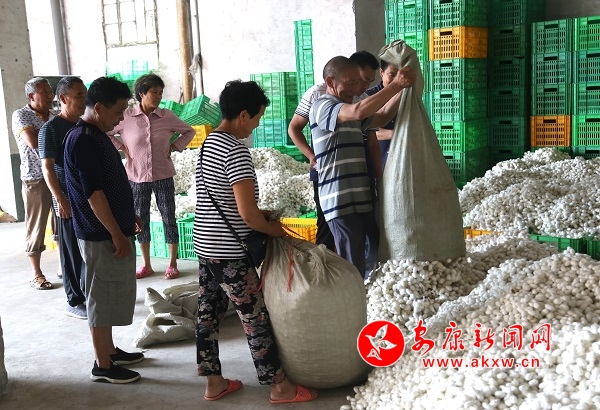 石泉池河春季蠶繭收購(gòu)首日突破4萬(wàn)斤 攝影任國(guó)路.jpg